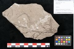 Foto (Objekt + Etikett) von Plantae indet.  (NHMW-GEO-2024-0188-11554)